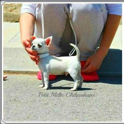 golden boy cachorro chihuahua petit melic