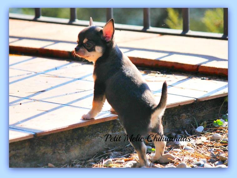 guerlain cachorro chihuahua petit melic