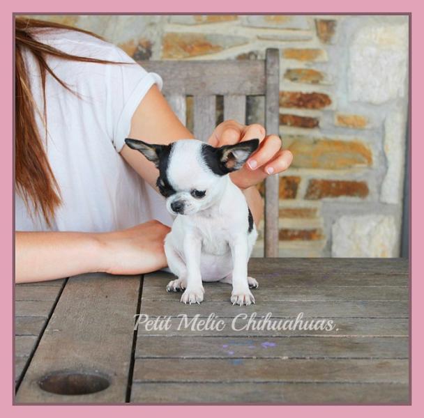 lluna cachorro chihuahua petit melic