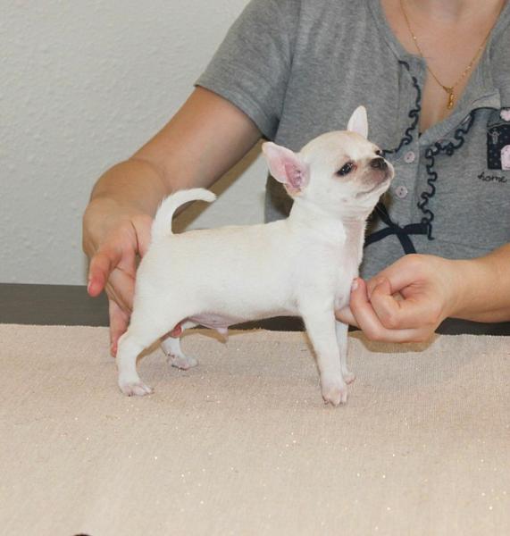 macho cachorro chihuahua petit melic