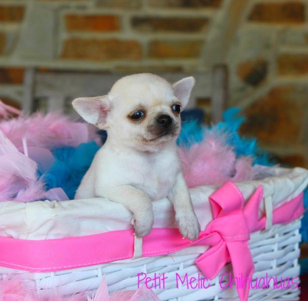 milan cachorro chuahua petit melic