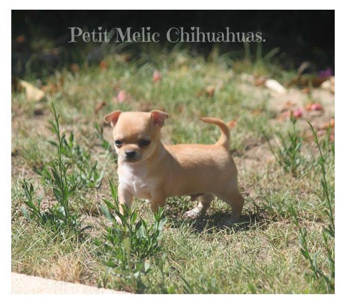 naravi cachorro chihuahua petit melic
