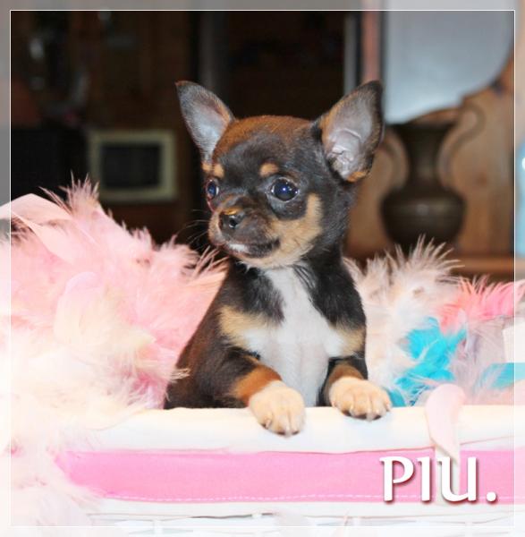 piu Cachorro chihuahua petit melic