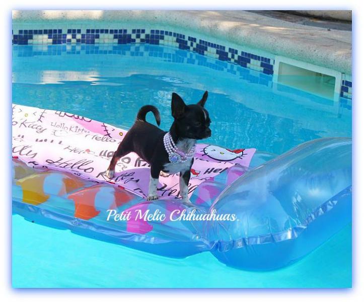 skan cridero de cachorros chihuahua petit melic