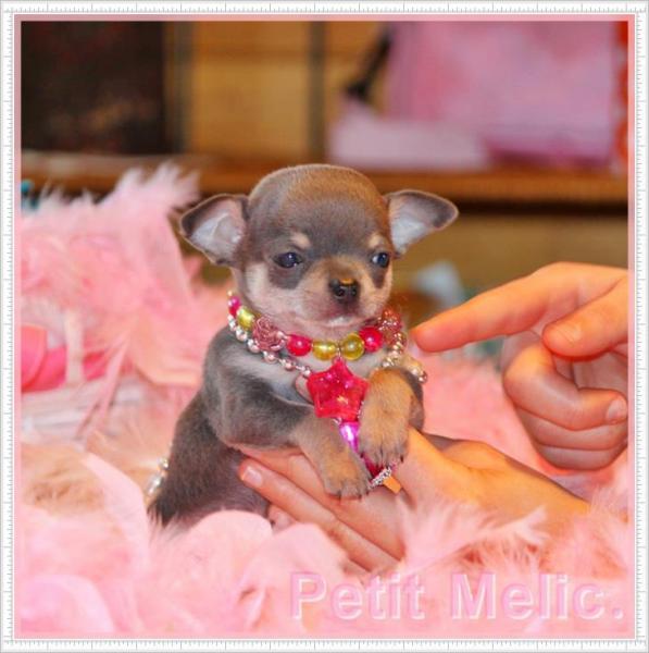 slinky cachorro chihuahu petit melic