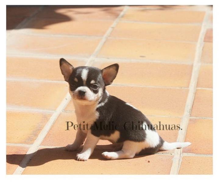 valentino cachorro chihuahua petit melic
