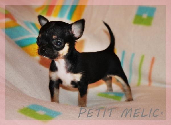 valery cachorro chihuahau petit melic