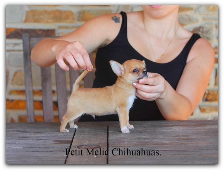 xisco cachoros chihuahua petit melic