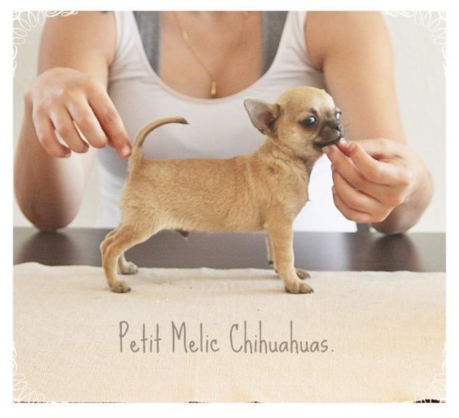 yumi cachoro chihuahu petit melic