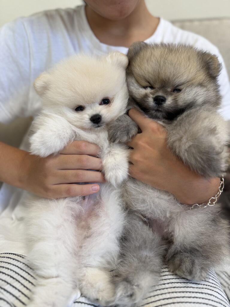 Pomerania Boo cara de oso Barcelona