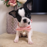 chihuahua hembra toy Barcelona