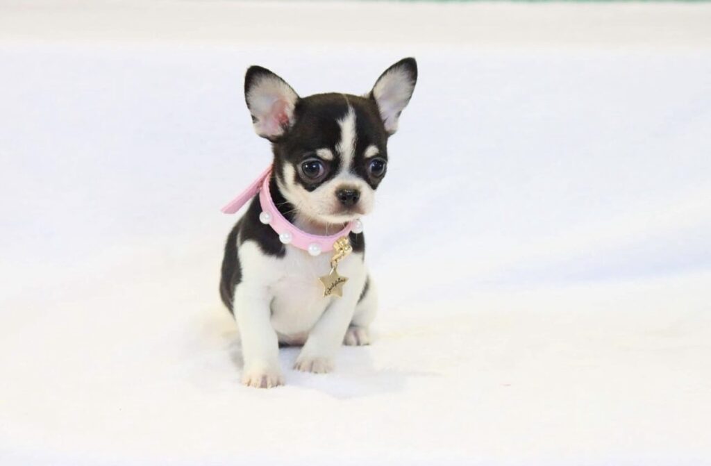 chihuahua mini y toy en madrid