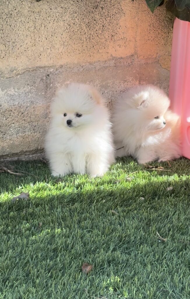 pomerania cara de oso toy en madrid