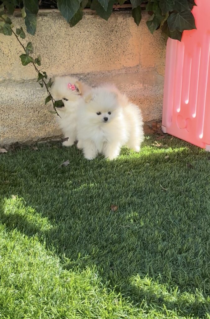 Pomerania mini lulu barcelona