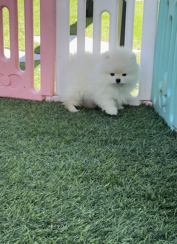 venta pomeranias cara de oso en barcelona