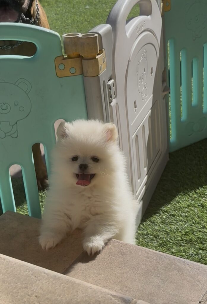 pomerania toy oso españa
