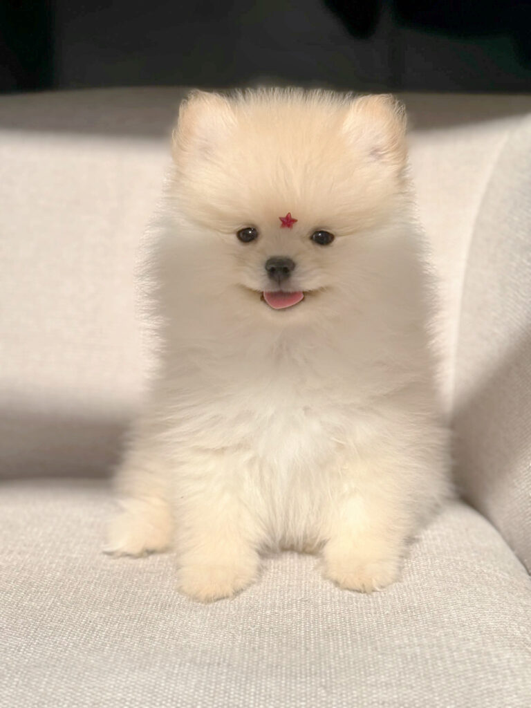 Cachorro de Pomerania Toy cara de oso en Barcelona Petit Melic