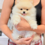 Cachorro de Pomerania Toy cara de oso en Barcelona Petit Melic