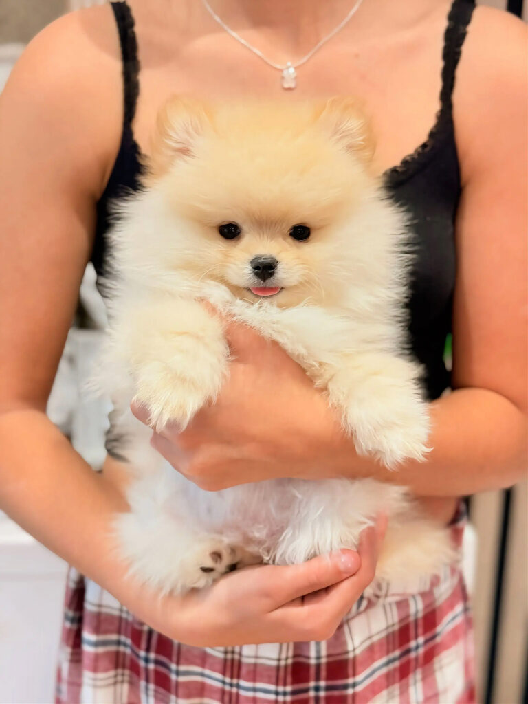 Cachorro de Pomerania Toy cara de oso en Barcelona Petit Melic blanco